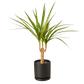 Dracaena 'Marginata Cane'