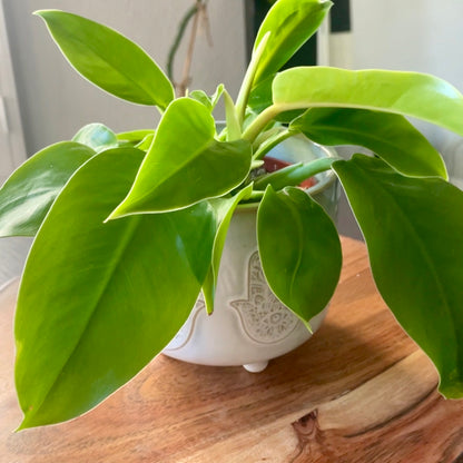philodendron moonlight toxic to cats Philodendron 'Moonlight'