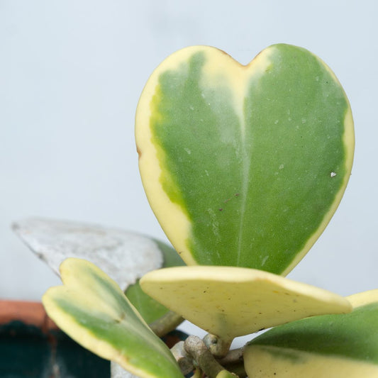 Hoya 'Sweetheart Variegated' Media 1 of 4