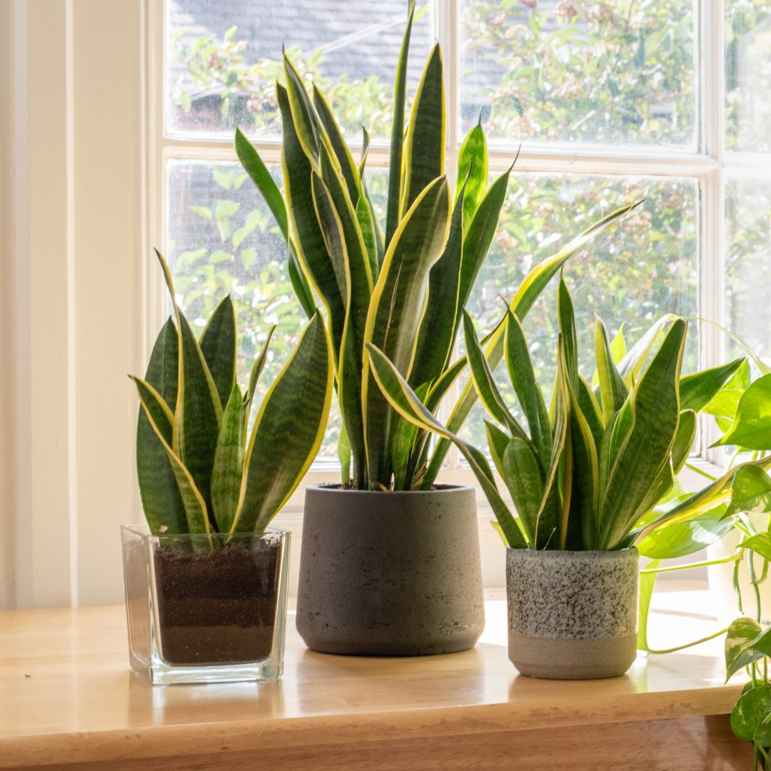 Snake Plant Laurentii