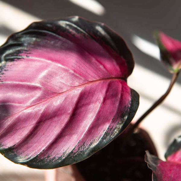 calathea rosea Buy Calathea Rosy Purple Rose