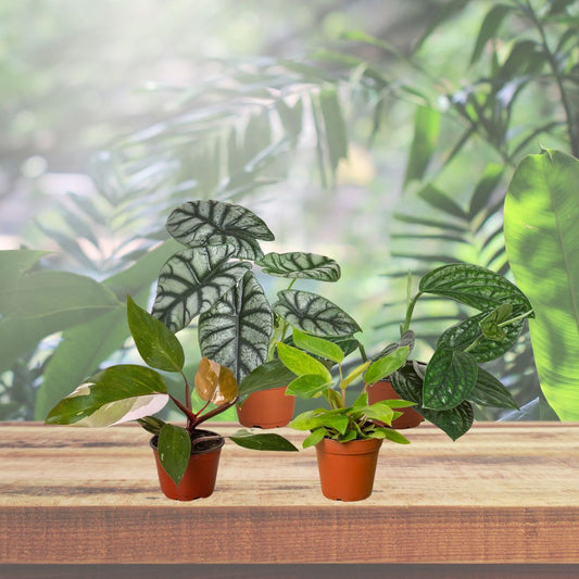 Rare Plant Houseplant Bundle
