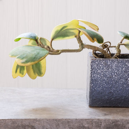 Hoya 'Sweetheart Variegated' Media 1 of 4