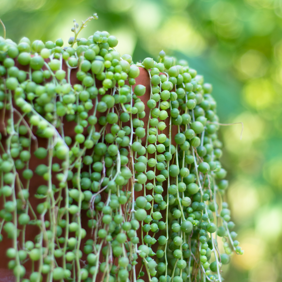 Succulent 'String of Pearls'