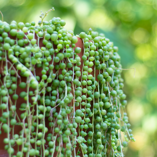 Succulent 'String of Pearls'
