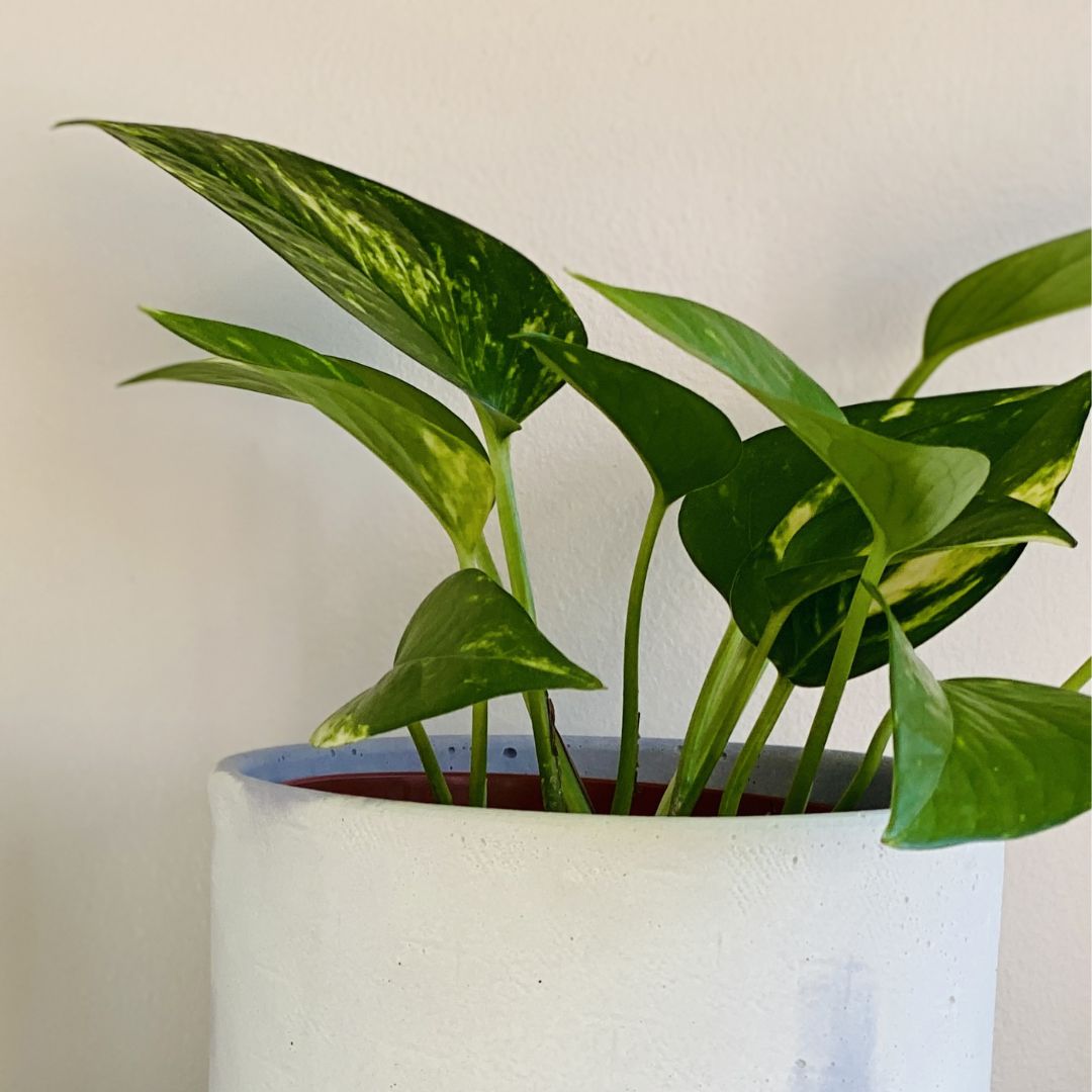 4 Different Pothos Plants