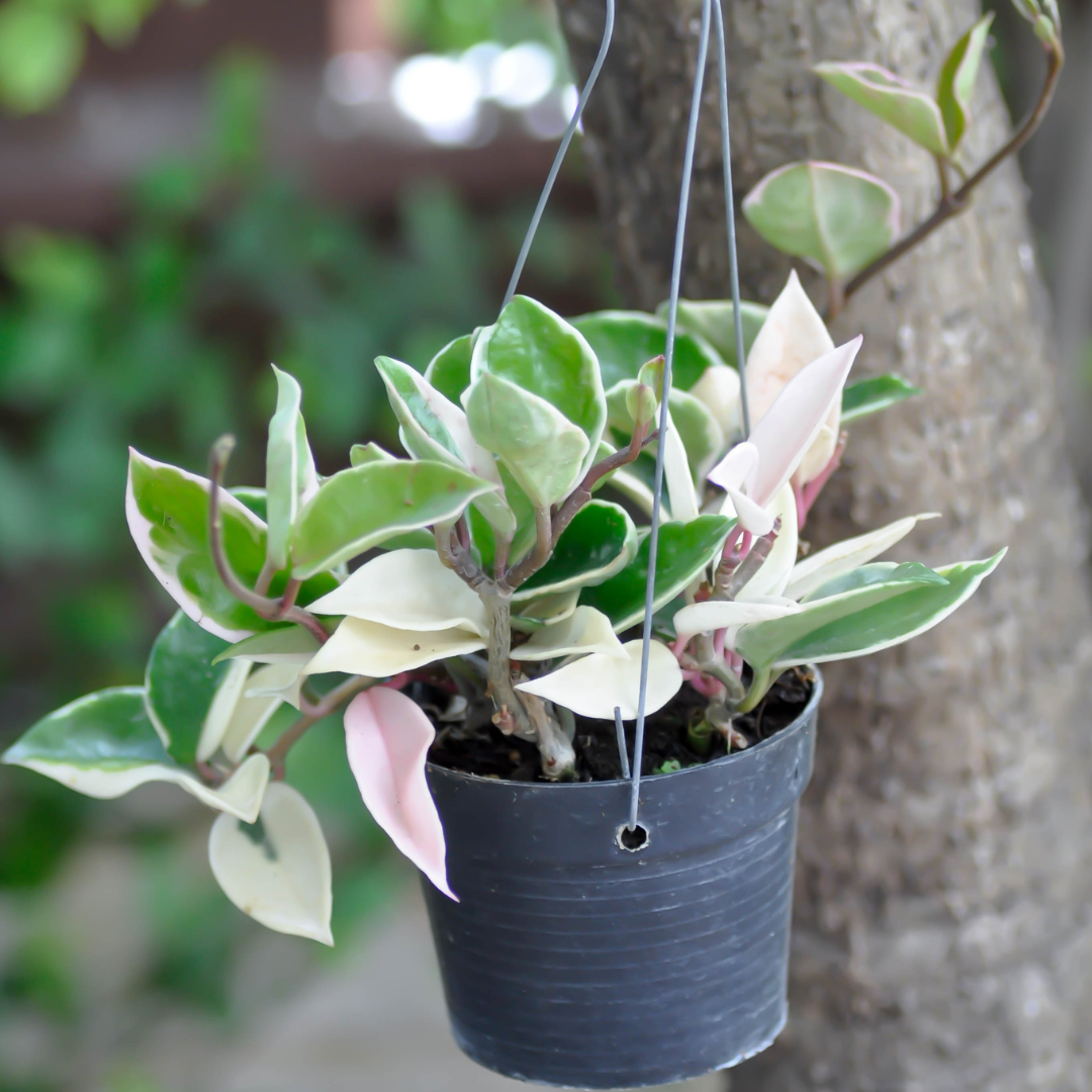 hoya tricolor variegated houseplant