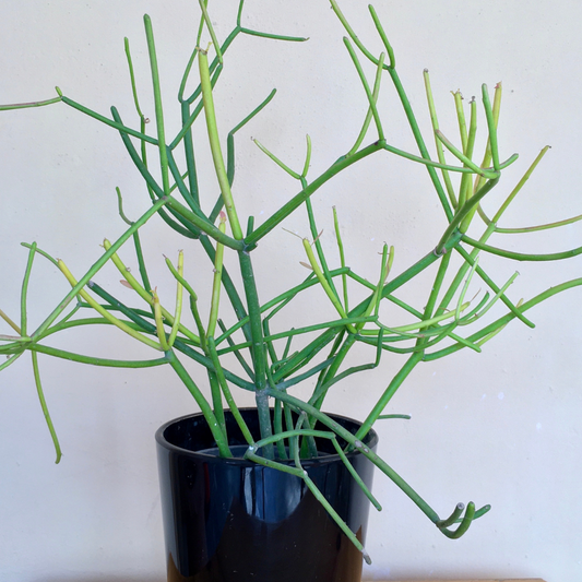Euphorbia 'Pencil Cactus"