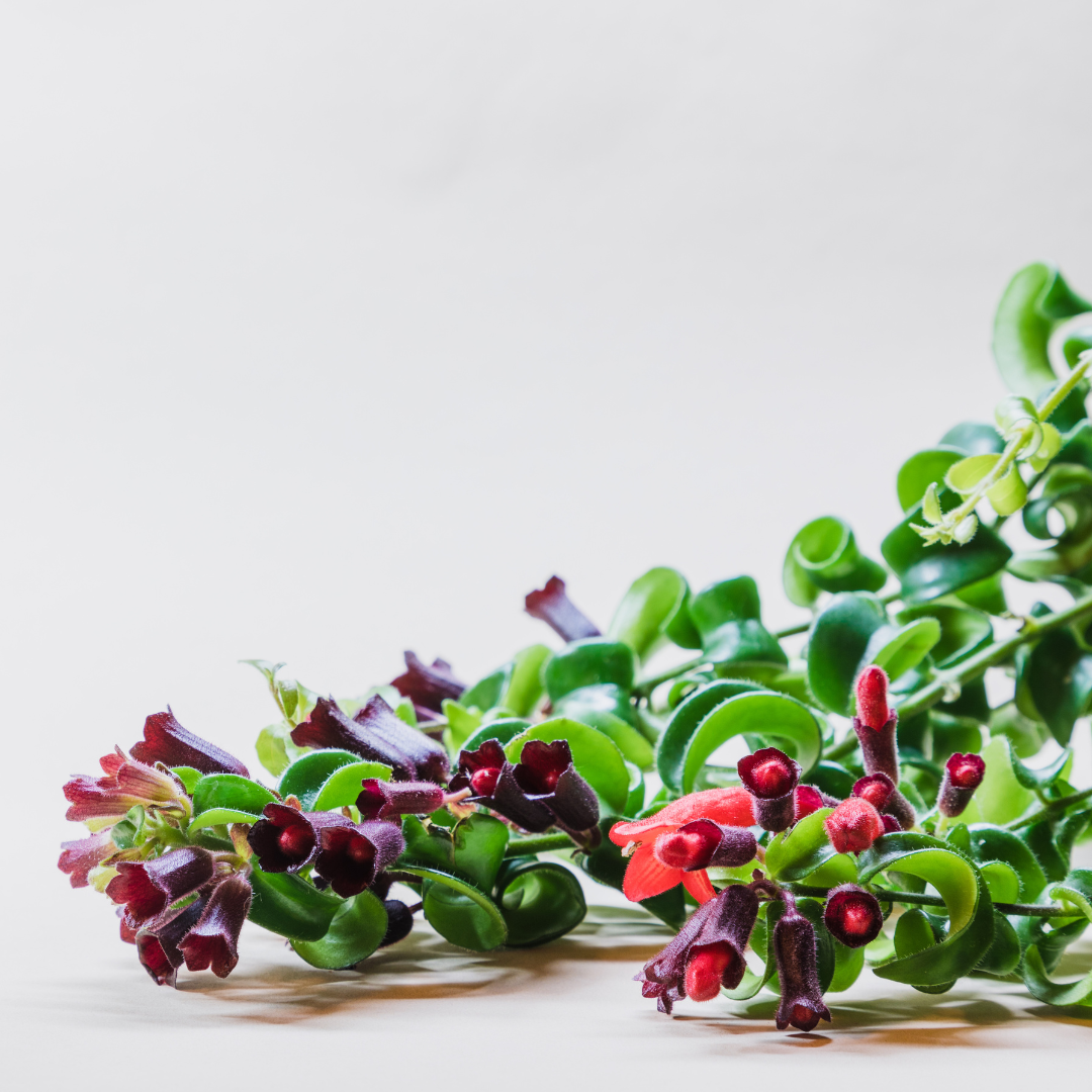 Curly Lipstick Plant