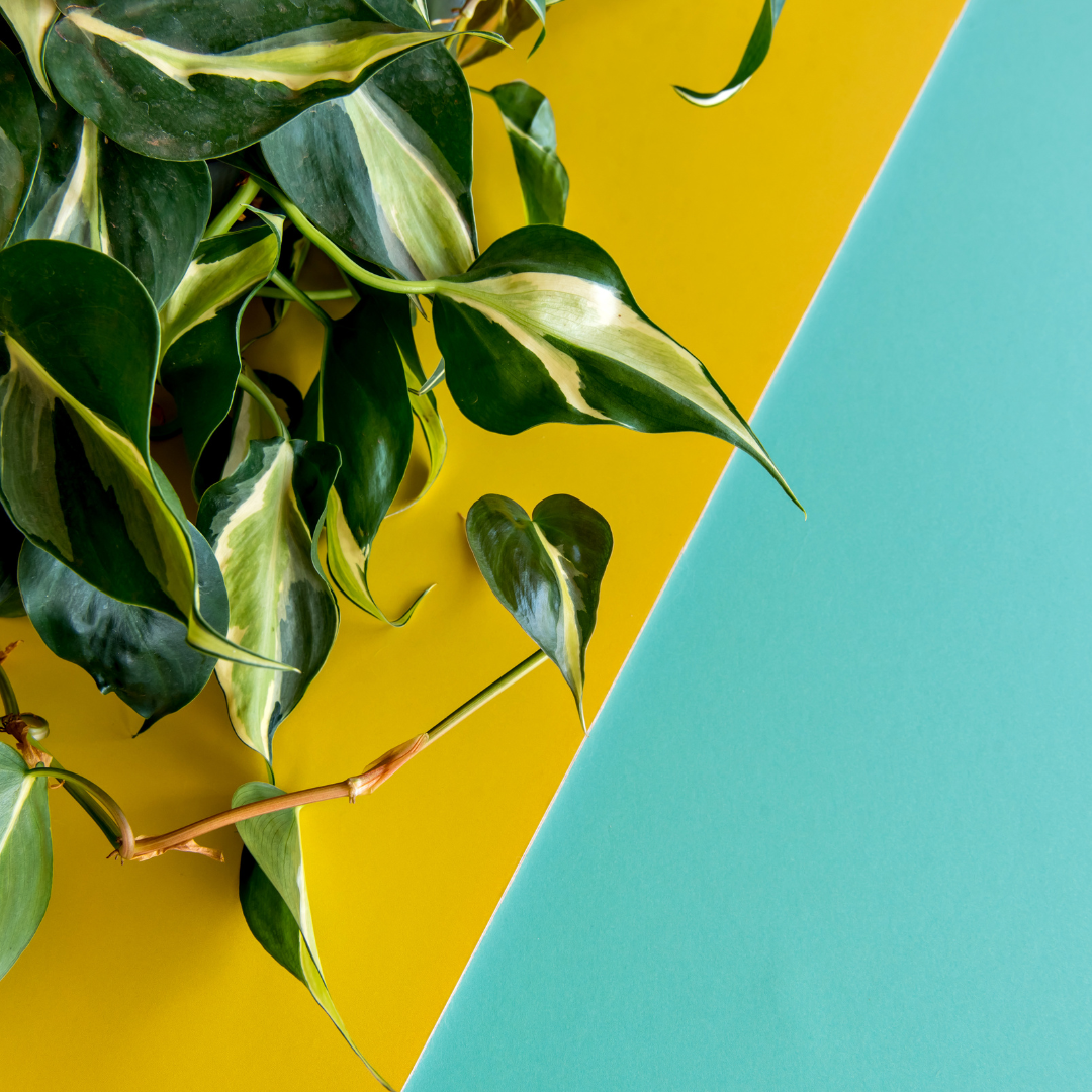 Buy Philodendron Silver Stripe