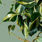 Philodendron 'Silver Stripe'