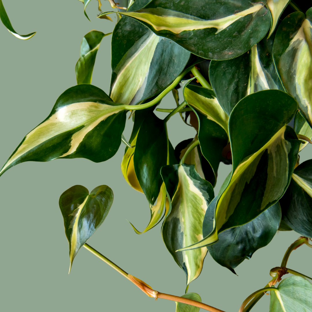 Philodendron 'Silver Stripe'