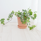 english ivy potted houseplant bundle