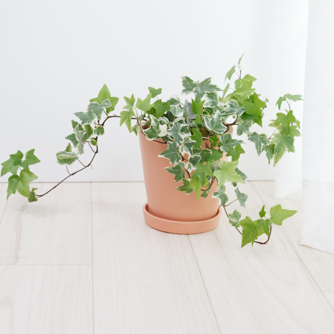 english ivy potted houseplant bundle