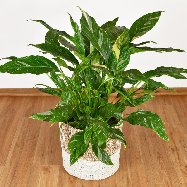 home botanicals live 4 inch spathiphyllum 'peace lily' house plant Variegated Spathiphyllum 'Domino' | Rare Ruffled Peace Lily