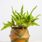 Nephrolepis exaltata 'Emina' fern