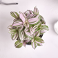 Tradescantia 'Nanouk' RARE PLANT