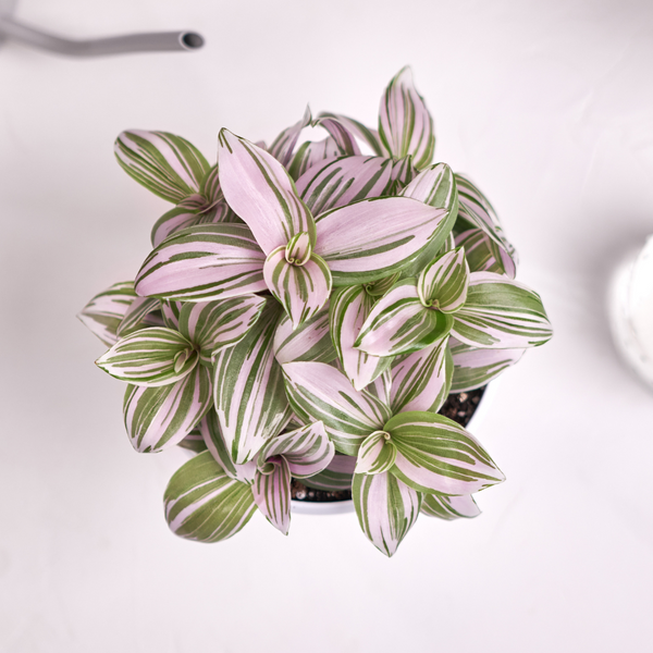 tradescantia nanouk potting mix Buy Tradescantia Nanouk