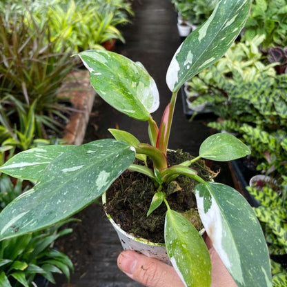 philodendron white princess marble Buy Rare Philodendron White Princess