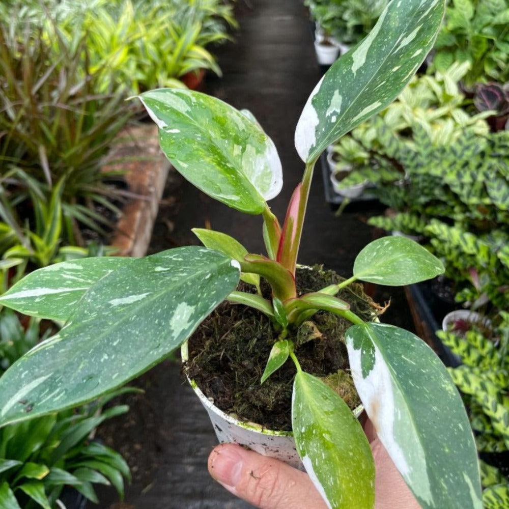 Philodendron 'White Princess'