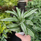 Dracaena 'Warneckii White Jewel'