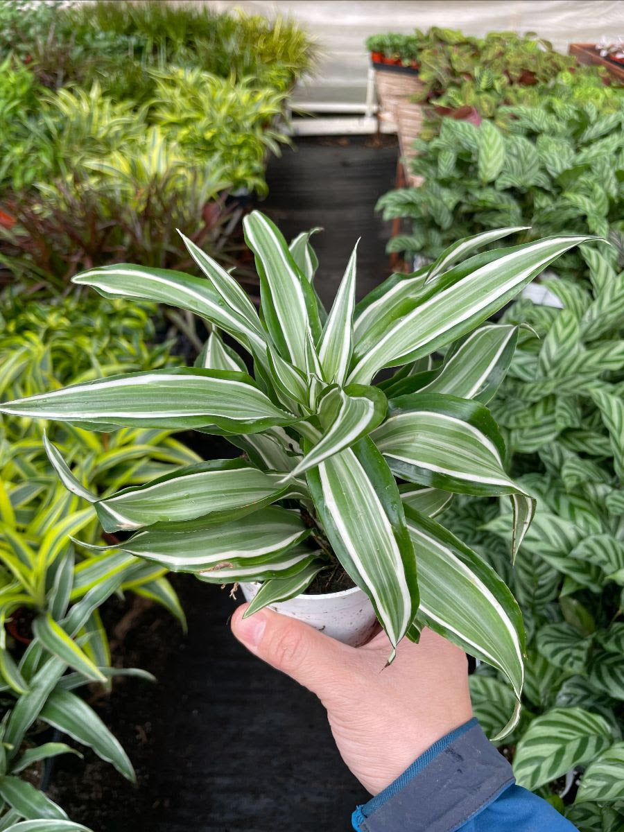 Dracaena 'Warneckii White Jewel'