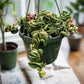 Hoya 'Rope Plant' Variegated Rare Media 4 of 5