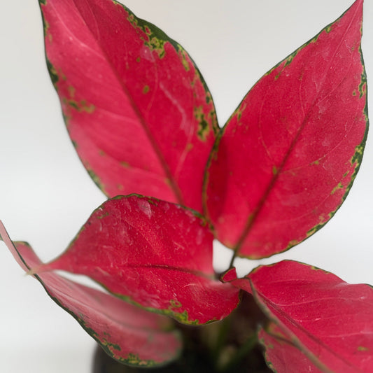 Close-up of a plant with red and green leaves on a white background