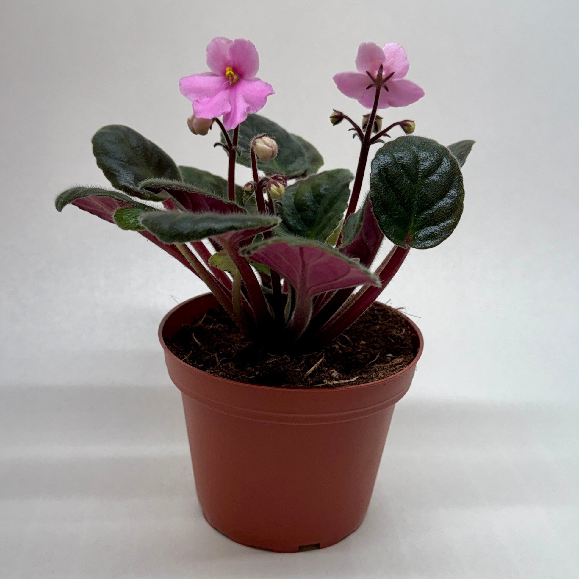 African Violet Pink indoor plant