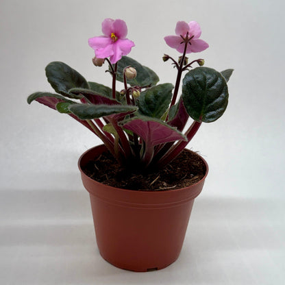 African Violet Pink indoor plant