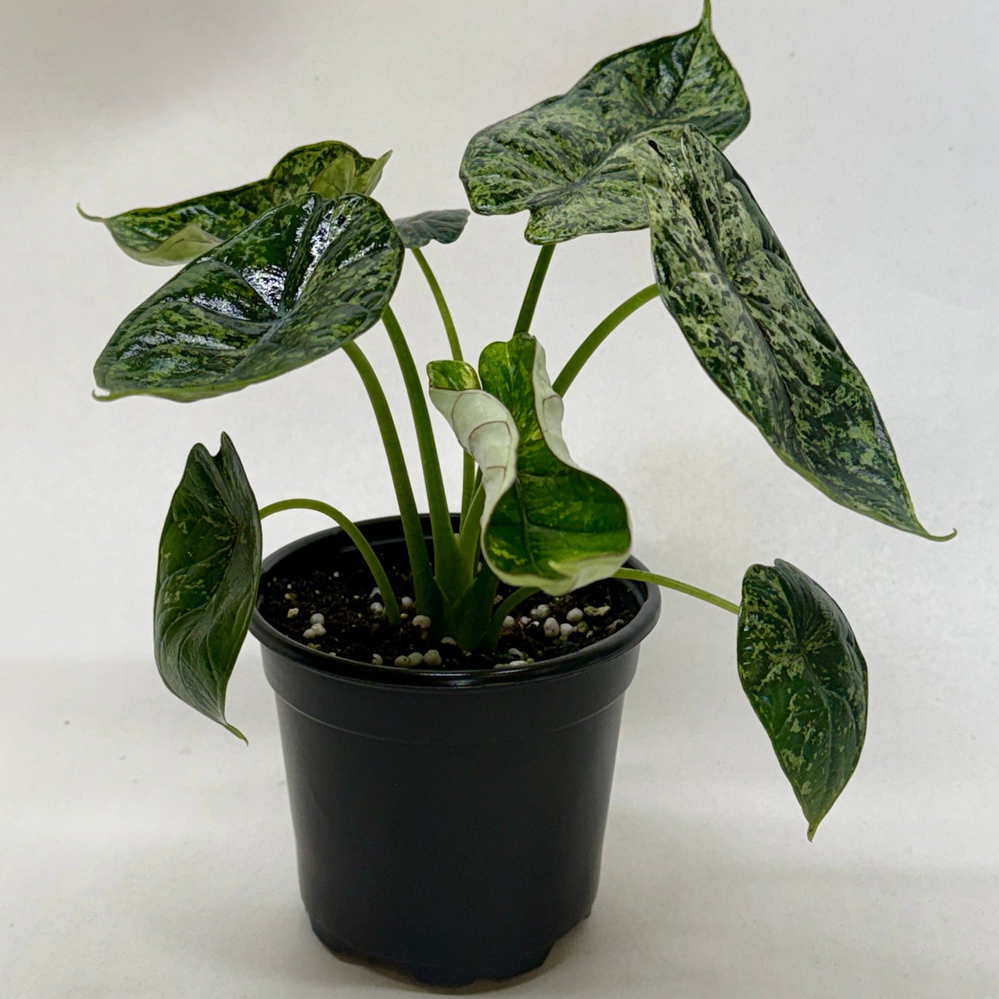 Potted plant with green leaves on a white background