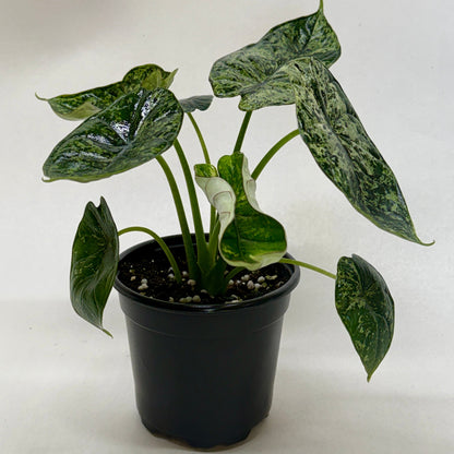 Potted plant with green leaves on a white background