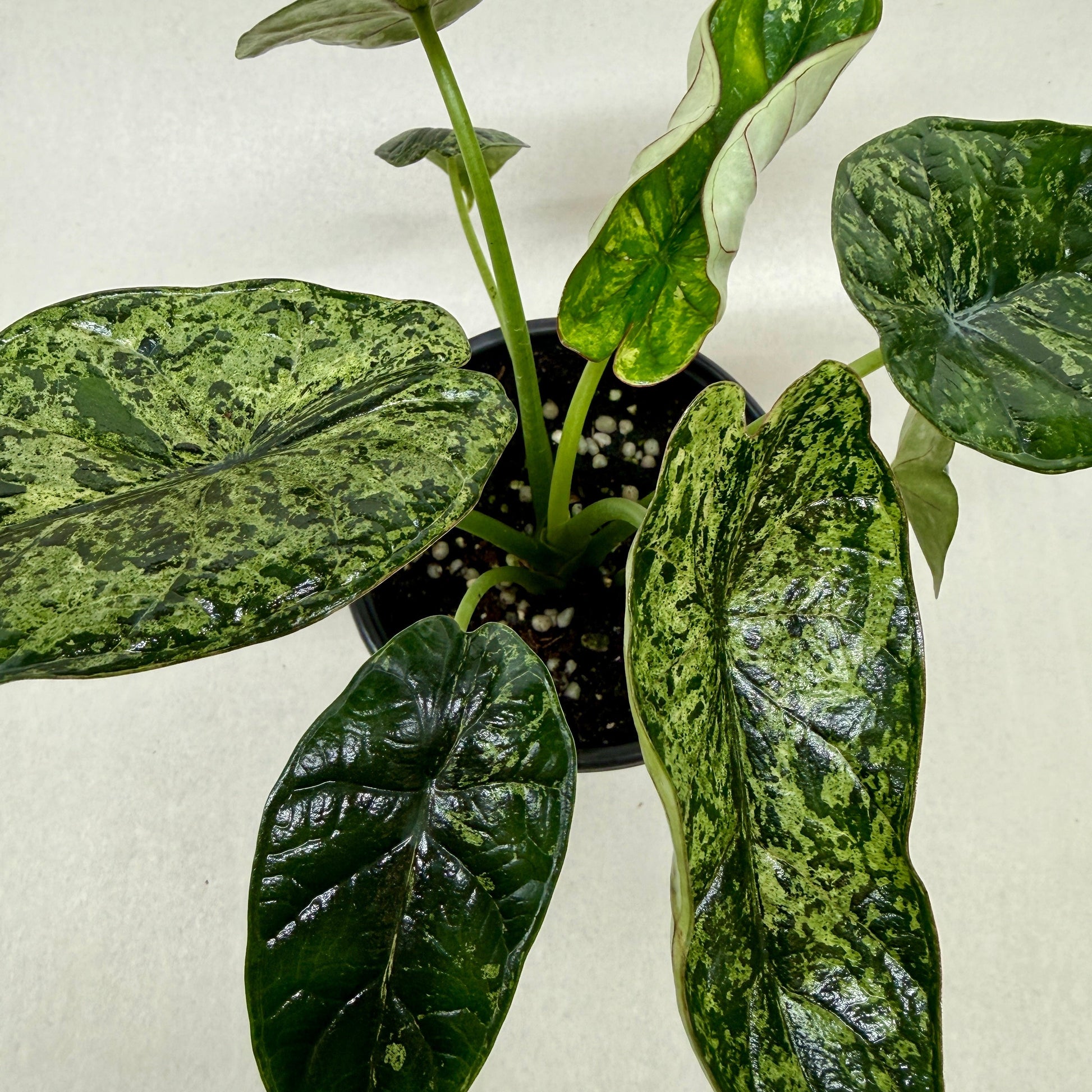 Potted plant with green leaves on a light background