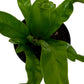 Bird's Nest Leslie Fern indoor plant