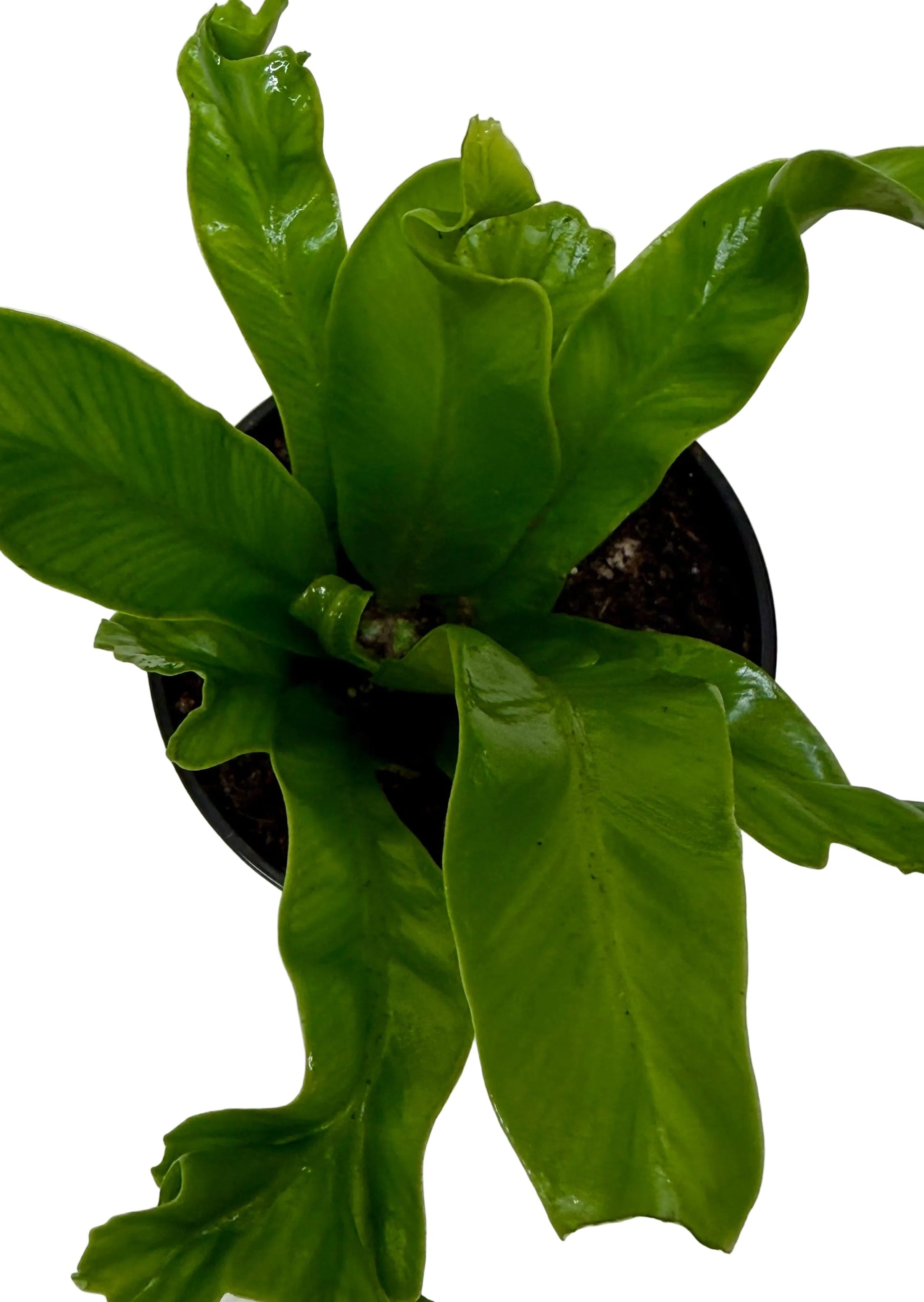 Bird's Nest Leslie Fern indoor plant