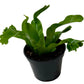 Bird's Nest Leslie Fern indoor plant