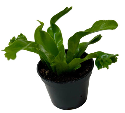 Bird's Nest Leslie Fern indoor plant