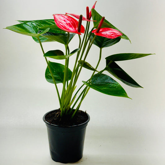 Potted plant with red flowers and green leaves on a white background