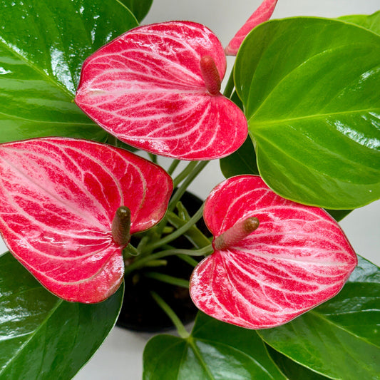 Close-up of a pink and white Anthurium plant with green leaves.