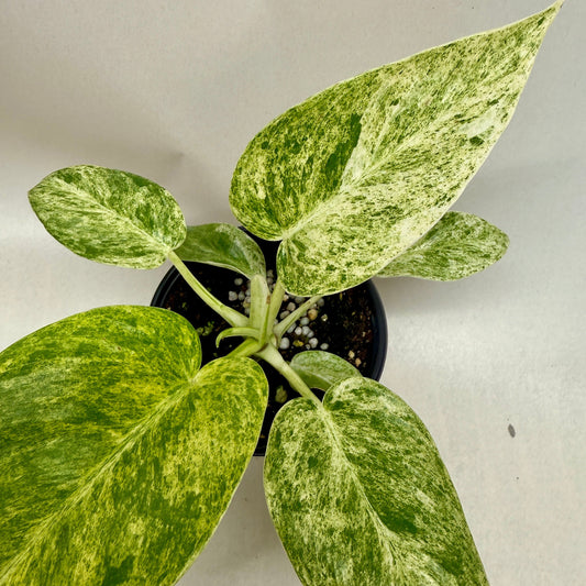 Variegated green and white leaves of a pothos plant on a neutral background