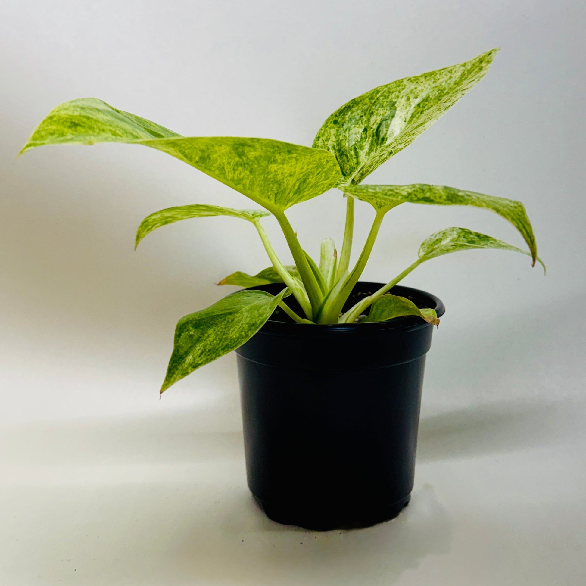 Philodendron Blizzard indoor plant