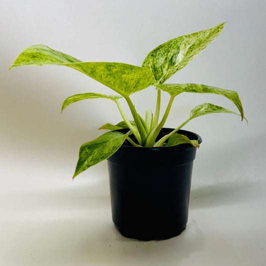 Potted plant with green leaves on a white background