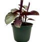 Calathea 'Silver Plate'