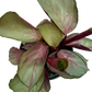 Calathea 'Silver Plate'