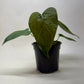 Anthurium 'Queen of Hearts'