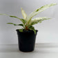 Anthurium 'Variegated Hookeri'