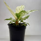 Anthurium 'Variegated Hookeri'