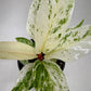Anthurium 'Variegated Hookeri'