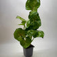 Syngonium Cream Allusion