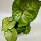 Syngonium Cream Allusion